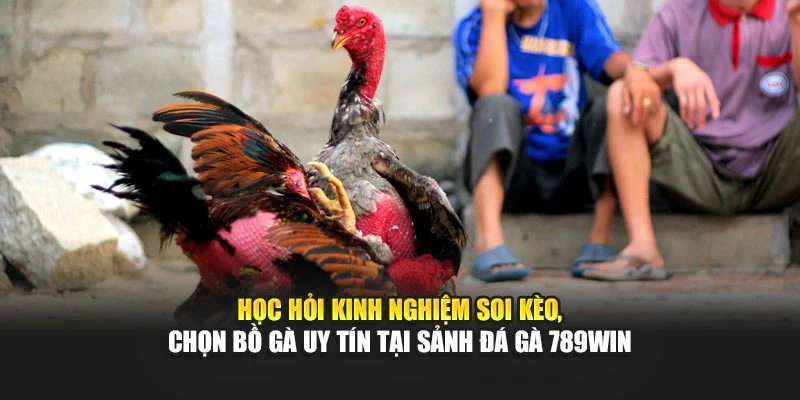 Học hỏi kinh nghiệm soi kèo, chọn bồ gà uy tín tại sảnh đá gà 789WIN