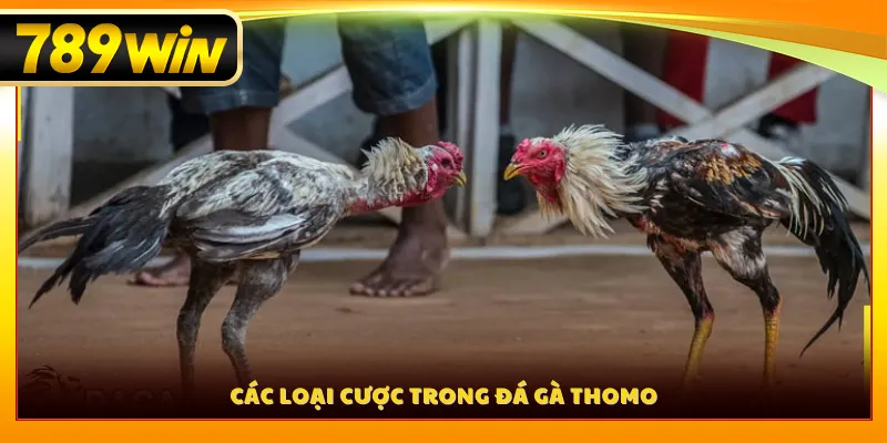 Các loại cược trong đá gà thomo