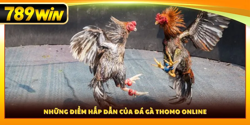 Những điểm hấp dẫn của đá gà Thomo online