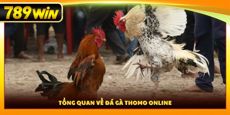 Tổng quan về đá gà Thomo online